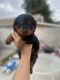 Rottweiler Puppies for sale in Colton, CA 92324, USA. price: NA