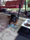 Rottweiler Puppies for sale in Hyattsville, MD, USA. price: $350
