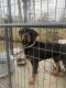 Rottweiler Puppies for sale in Panama City, FL, USA. price: $1,000