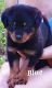 Rottweiler Puppies for sale in Cave City, KY 42127, USA. price: $700