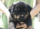 Rottweiler Puppies for sale in Grass Lake, MI 49240, USA. price: NA