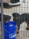 Rottweiler Puppies for sale in Wallace, SC 29596, USA. price: $1,500