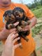 Rottweiler Puppies for sale in Wiggins, MS 39577, USA. price: $750