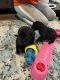Rottweiler Puppies for sale in Heuvelton, NY 13654, USA. price: NA