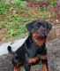 Rottweiler Puppies for sale in Pathanamthitta, Kerala, India. price: 50000 INR