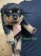 Rottweiler Puppies for sale in Metropolis, IL, USA. price: $1,500