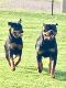 Rottweiler Puppies for sale in Edmond, OK 73025, USA. price: $1,500