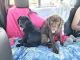 Rottweiler Puppies for sale in Maricopa, AZ, USA. price: NA