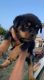 Rottweiler Puppies for sale in Strathmore, CA 93267, USA. price: $1,400