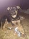 Rottweiler Puppies for sale in Peoria, AZ, USA. price: NA