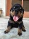 Rottweiler Puppies for sale in Lucknow, Uttar Pradesh, India. price: 20000 INR