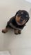 Rottweiler Puppies for sale in McAllen, TX, USA. price: $1,400