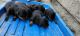 Rottweiler Puppies for sale in Bishnah Rd, Bishnah. price: 20000 INR