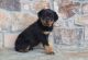 Rottweiler Puppies for sale in St. Louis, MO 63169, USA. price: $1,100