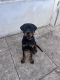 Rottweiler Puppies for sale in Jawahar Nagar, Saibaba Colony, Coimbatore, Tamil Nadu 641011, India. price: 24500 INR
