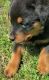 Rottweiler Puppies for sale in Massena, NY 13662, USA. price: $400