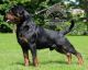 Rottweiler Puppies for sale in Chennai, Tamil Nadu, India. price: 30000 INR