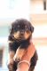 Rottweiler Puppies for sale in JP Nagar 6th Phase, Krishna Devaraya Nagar, Yelachenahalli, Kumaraswamy Layout, Bengaluru, Karnataka 560078, India. price: NA