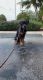 Rottweiler Puppies for sale in Delray Beach, FL 33444, USA. price: $1,000
