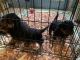 Rottweiler Puppies for sale in Hopkins, SC 29061, USA. price: $1,200