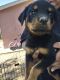 Rottweiler Puppies for sale in Stockton, CA, USA. price: NA