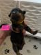 Rottweiler Puppies for sale in Gretna, VA 24557, USA. price: NA