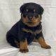 Rottweiler Puppies for sale in New York, NY, USA. price: $900