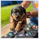 Rottweiler Puppies for sale in Westchester, CA 90045, USA. price: $2,500