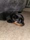 Rottweiler Puppies for sale in Lithia Springs, GA 30122, USA. price: $800