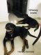 Rottweiler Puppies for sale in Karapakkam, Chennai, Tamil Nadu, India. price: 10000 INR