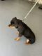 Rottweiler Puppies for sale in Manassas, VA, USA. price: NA