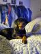Rottweiler Puppies for sale in 138 Faith Temple Rd, Sylvania, GA 30467, USA. price: $1,350