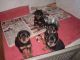 Rottweiler Puppies for sale in Haldwani, Uttarakhand 263139, India. price: 25000 INR