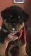 Rottweiler Puppies for sale in Mt Perry, OH 43760, USA. price: $2,000