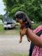 Rottweiler Puppies for sale in 3503 3rd Ave, Koppel, PA 16136, USA. price: NA
