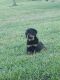 Rottweiler Puppies for sale in Rogers, AR, USA. price: $1,200