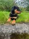 Rottweiler Puppies for sale in Puyallup, WA, USA. price: NA