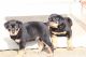 Rottweiler Puppies for sale in Memphis, TN, USA. price: $700