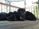 Rottweiler Puppies for sale in Buffalo, NY, USA. price: $200,000
