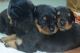 Rottweiler Puppies for sale in Balaghat, Madhya Pradesh, India. price: 15000 INR