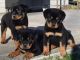 Rottweiler Puppies for sale in Sacramento, CA, USA. price: $600