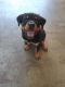 Rottweiler Puppies for sale in Hickory, NC, USA. price: $600