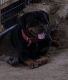 Rottweiler Puppies for sale in Midway, TX 75852, USA. price: NA