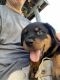 Rottweiler Puppies for sale in Shawnee, OK, USA. price: $400