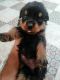 Rottweiler Puppies for sale in Nilokheri, Haryana 132117, India. price: 8000 INR