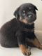 Rottweiler Puppies for sale in Miami, FL, USA. price: $2,000