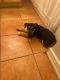 Rottweiler Puppies for sale in Orlando, FL, USA. price: $800