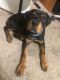 Rottweiler Puppies for sale in San Antonio, TX, USA. price: $600