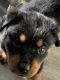 Rottweiler Puppies for sale in Slippery Rock, PA 16057, USA. price: $1,500
