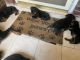 Rottweiler Puppies for sale in Houston, TX, USA. price: $900